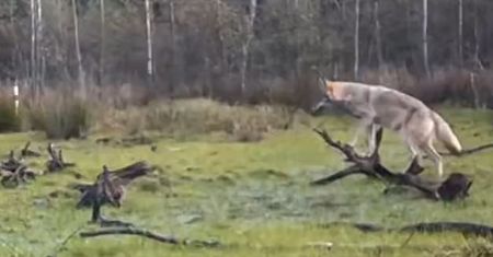 "To nie jest milusi piesek". Leśnicy pokazują nagranie i ostrzegają