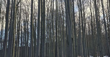 "Silne naprężenia". Leśnicy zapowiadają. Możliwe trzaski