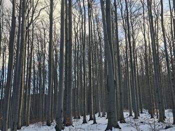 "Silne naprężenia". Leśnicy zapowiadają. Możliwe trzaski