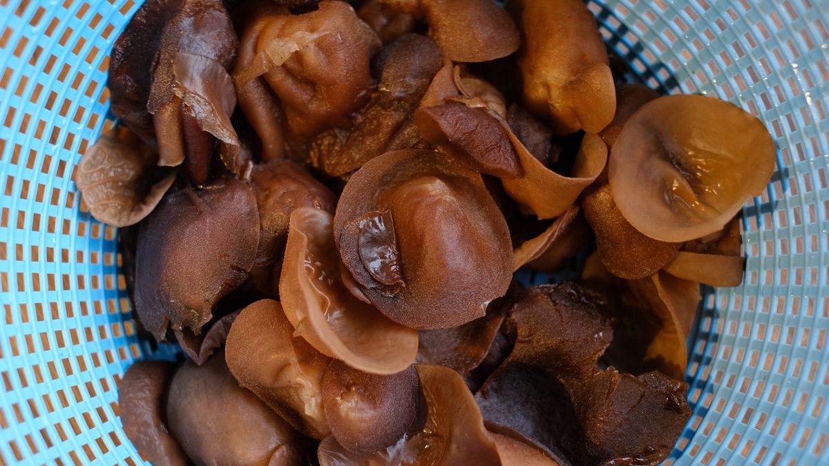 Uszaki bzowe - polskie grzyby mun 