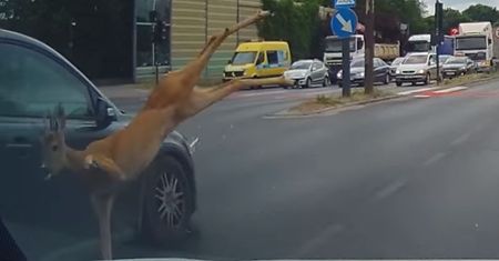 Dramat w centrum Łodzi. Sarna wyskoczyła przed nadjeżdżające auta