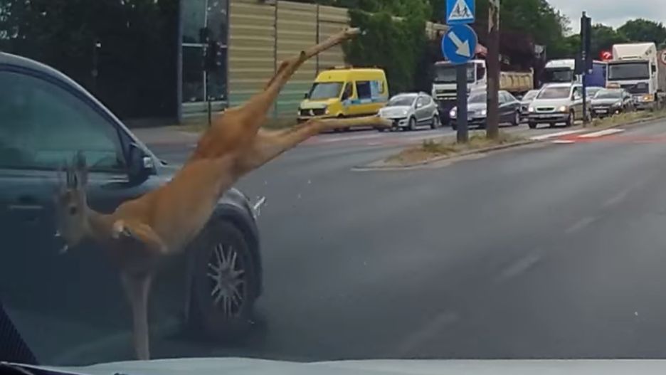 Sarna wybiegła na ulicę w centrum Łodzi