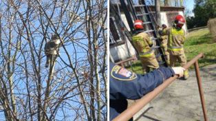 Płock: Kot utknął na drzewie. Interweniowały służby