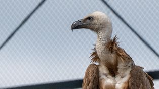 Rzadki drapieżny ptak zadomowił się w MZGOK i przyciąga tłumy ornitologów
