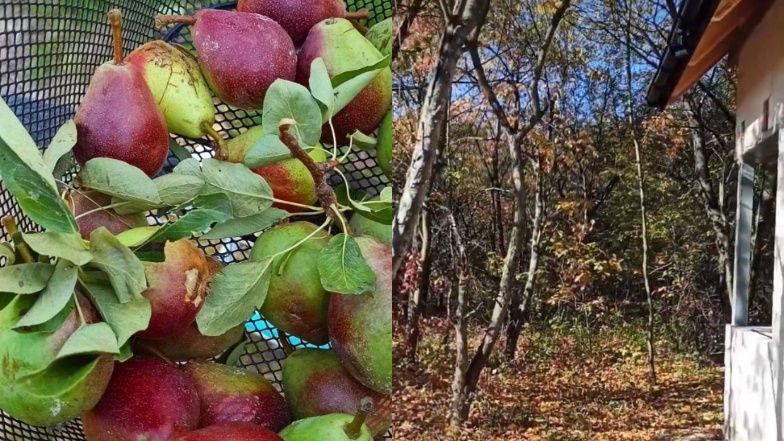 Katarzyna i Andrzej Gąsienicowie budują dom w sadzie