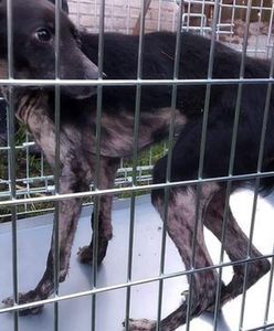 Mazowieckie. Zwierzęta w opresji, potrzebna pomoc