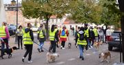 Włocławek: Miasto świętuje ze zwierzakami. Adopciaki przejdą ulicą 3 Maja