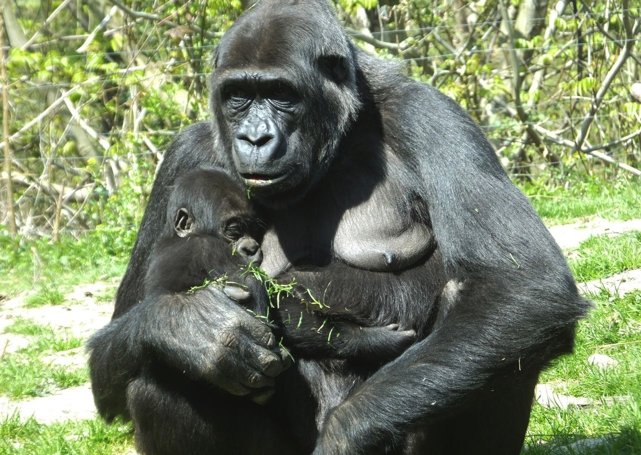 Spain takes groundbreaking step to grant rights to great apes