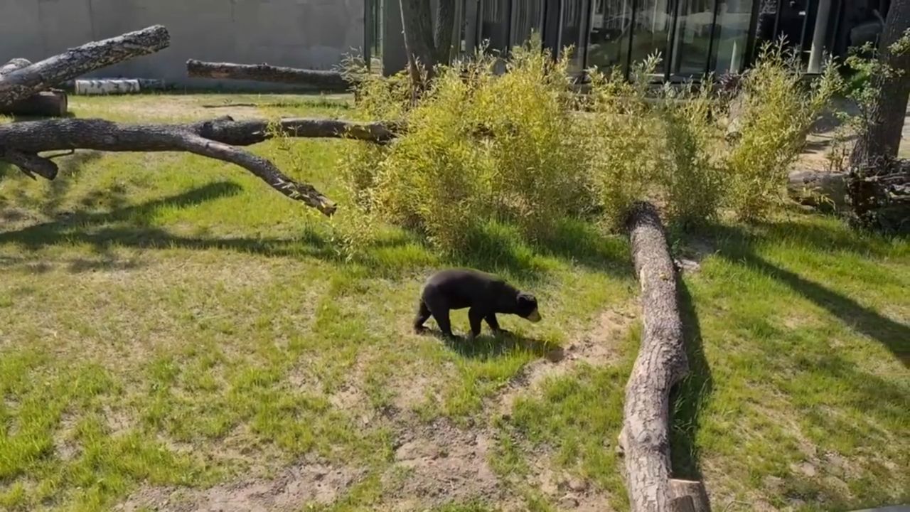 Groźny wypadek w Łodzi. Kobieta wpadła do wybiegu dla niedźwiedzi