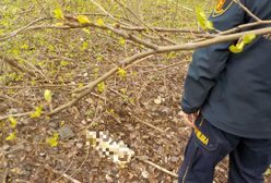 Warszawa. Dziwne zgłoszenie o śmieciach i przerażające znalezisko. Czy to ludzkie kości?