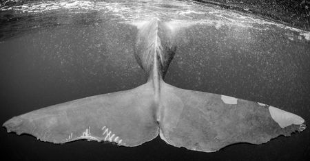 Christian Vizl: czarno-białe fotografie głębin oceanów