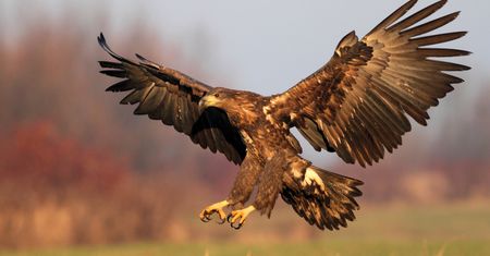 Ponad 120 par. Sezon lęgowy pod nadzorem