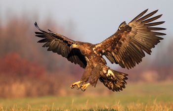 Ponad 120 par. Sezon lęgowy pod nadzorem