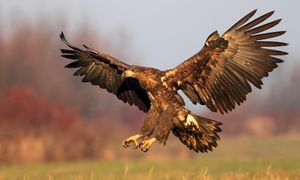 Ponad 120 par. Sezon lęgowy pod nadzorem