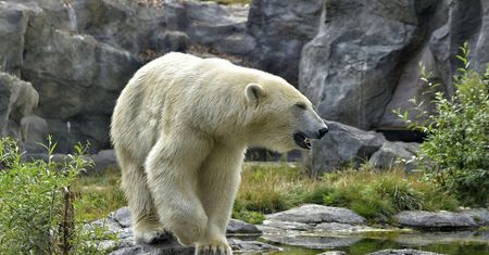 Niedźwiedź polarny zaatakował turystkę. Kobieta w szpitalu