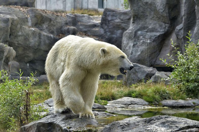Niedźwiedź polarny zaatakował turystkę. Kobieta w szpitalu