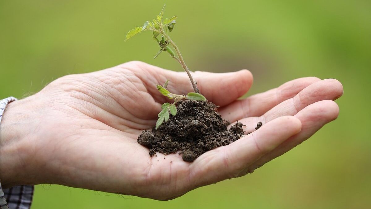 Planting, Transplanting, Cherry tomato image