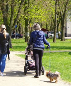 Panika w Warszawie. Zatrucia psów po spacerach