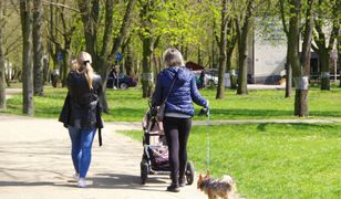 Panika w Warszawie. Zatrucia psów po spacerach