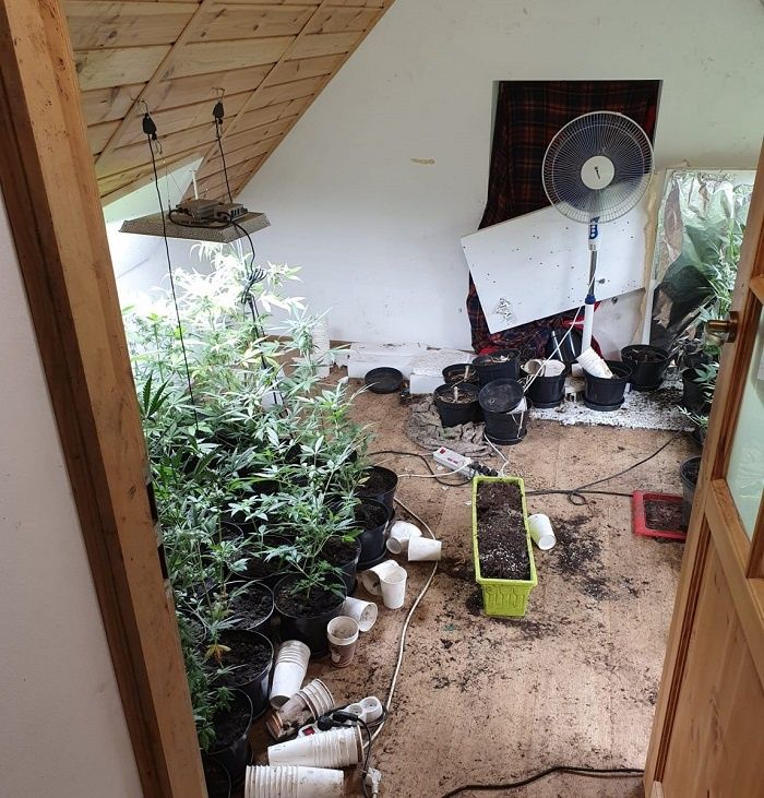 Plantacja konopi indyjskich na poddaszu domu