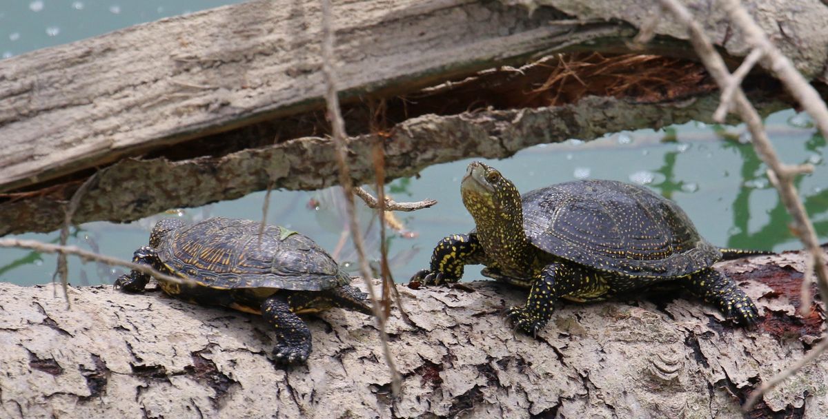 Żółwie błotne są zagrożonym gatunkiem w Polsce (zdjęcie ilustracyjne)