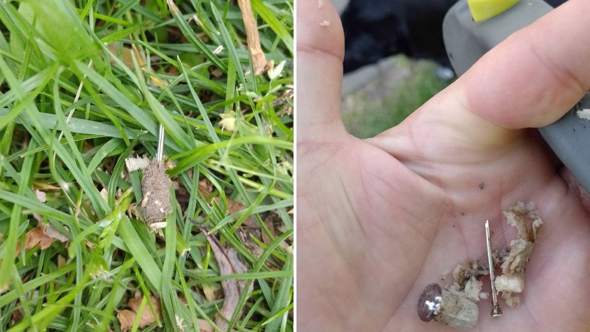 Mięso nafaszerowane gwoździem i kawałkiem metalu