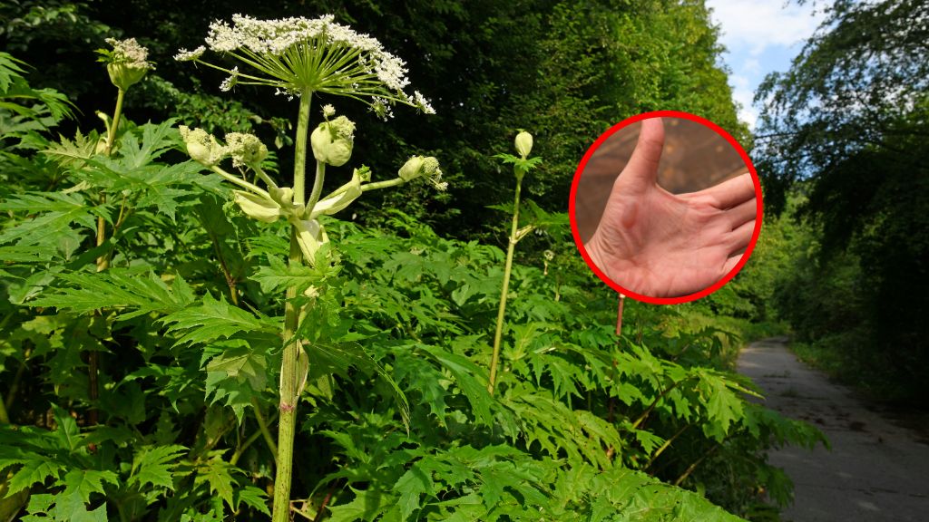 Groźny kuzyn barszczu Sosnowskiego