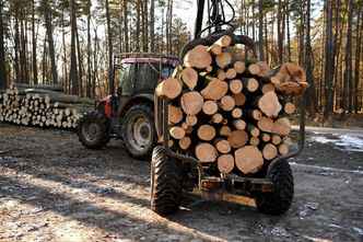 Surowiec strategiczny. Chcą zakazu wywozu polskiego drewna poza UE