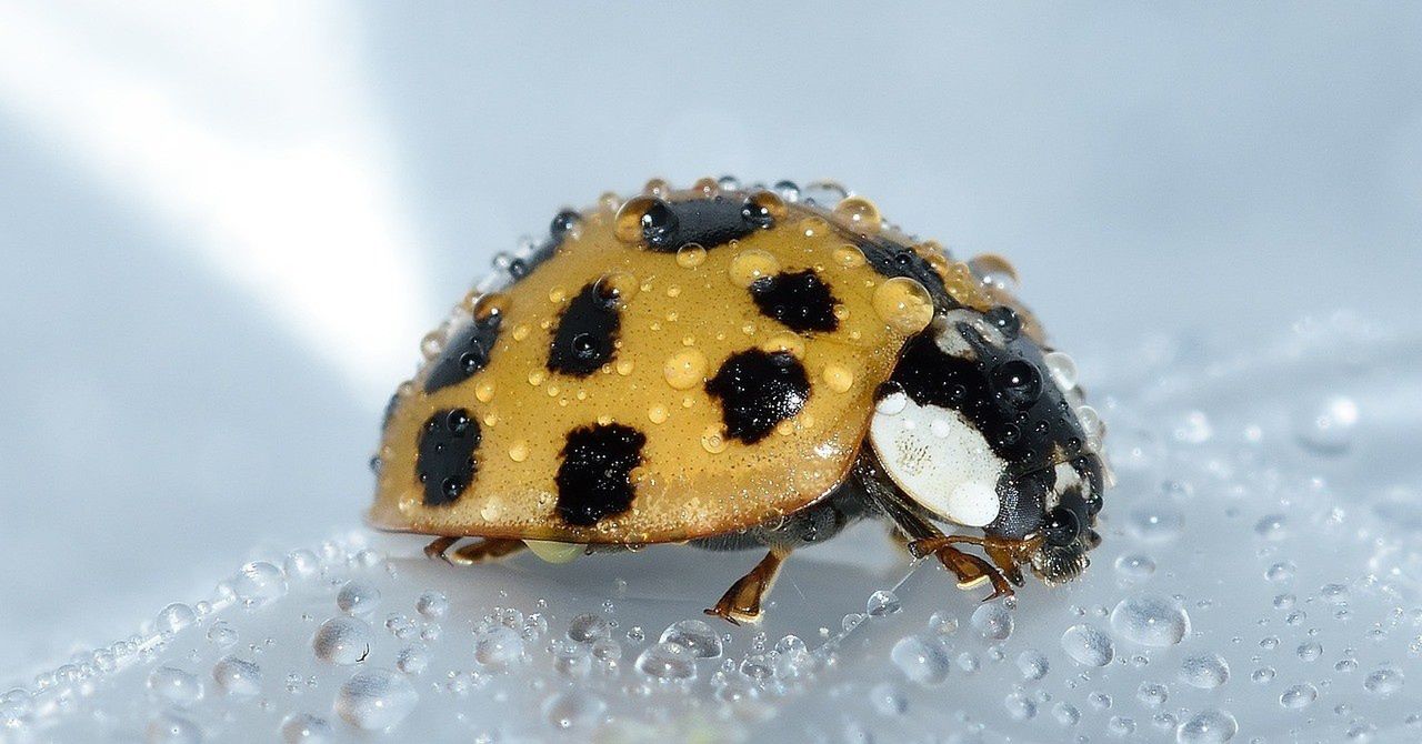 Znajdujesz w domu dużo biedronek? To może być poważniejszy problem