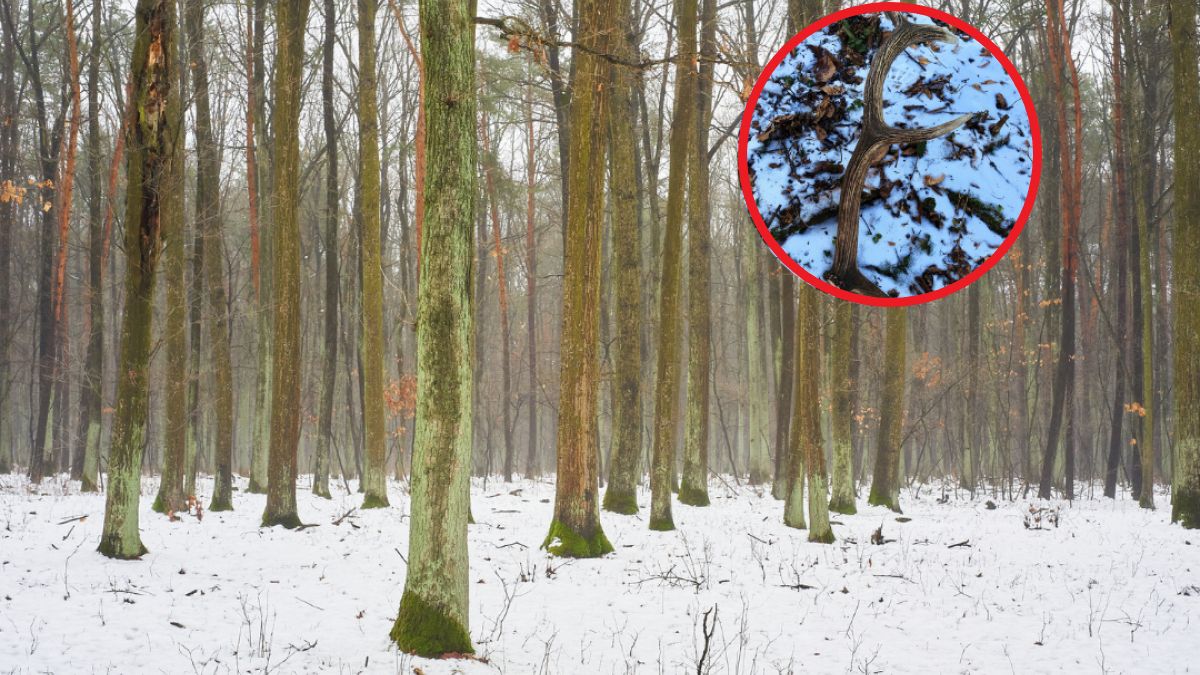 Leśnicy opublikowali zdjęcie okazałego poroża