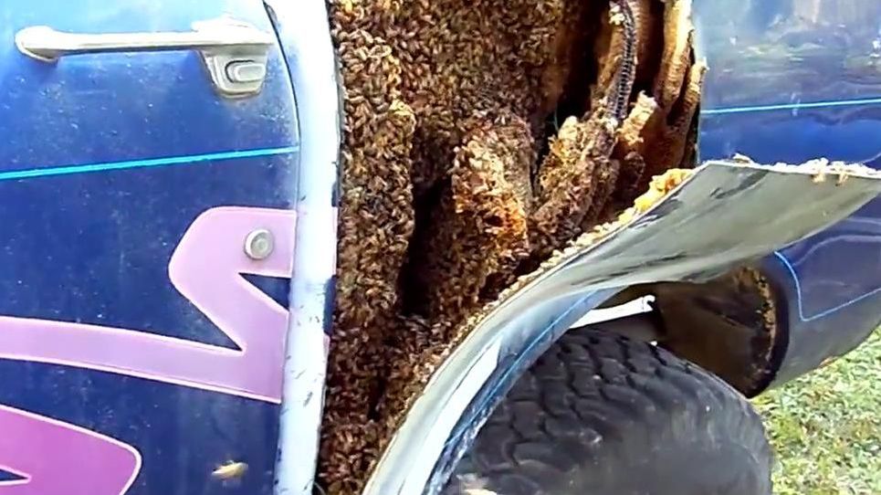 Gniazdo pszczół w samochodzie [wideo] 1