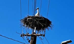 "Mamy go i my!" Leśnicy pękają z dumy. Wreszcie nadleciał