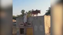 Krowa na dachu. Niewiarygodne nagranie z Indii