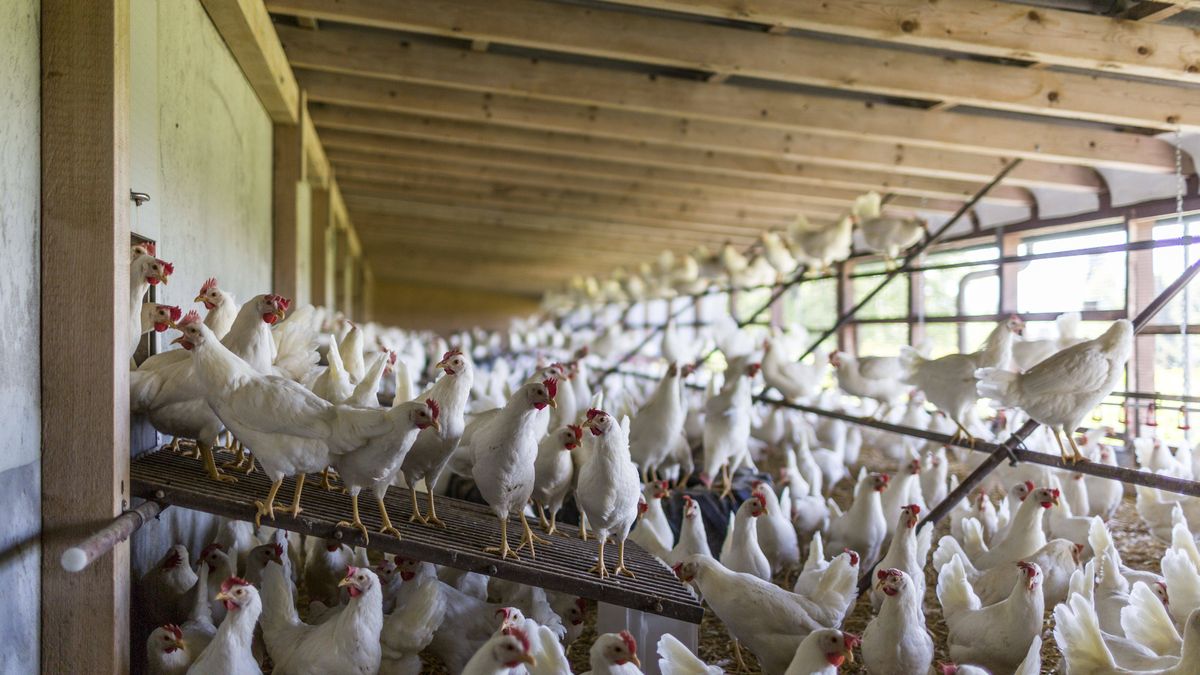 Ferma kur /zdjęcie poglądowe