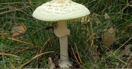 Słupsk. Zmarł mężczyzna, który najprawdopodobniej zatruł się grzybami
