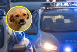 Pies pogryzł 5-latka. Chłopiec ma poszarpaną twarz