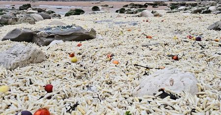 Wynosili pełne wory. Zasypało całą plażę. Aż szczęka opada