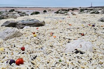 Wynosili pełne wory. Zasypało całą plażę. Aż szczęka opada