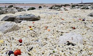 Wynosili pełne wory. Zasypało całą plażę. Aż szczęka opada