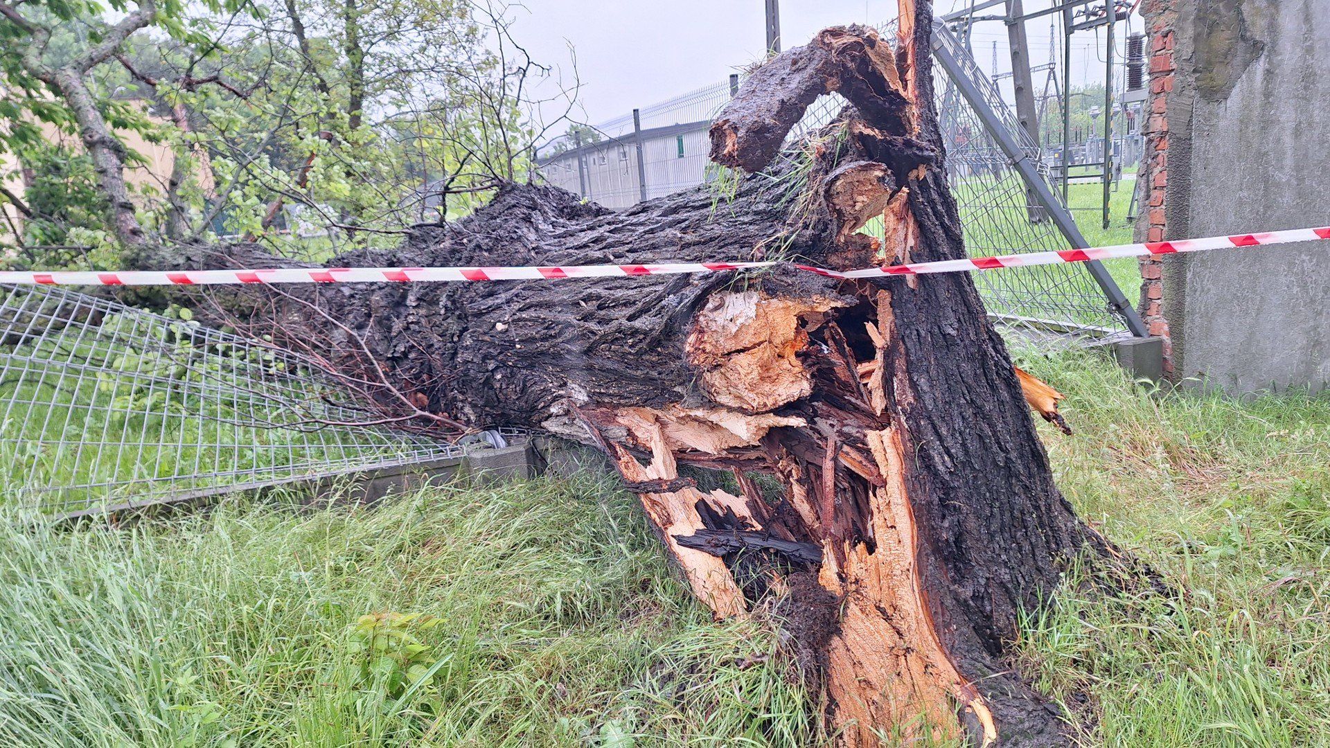 Drzewo, które rosło przy al. Tarnowskich przewórciło sie na teren stacji energetycznej, uszkadzając ogrodzenie. Jego usunięciem zajęły się służby miejskie
