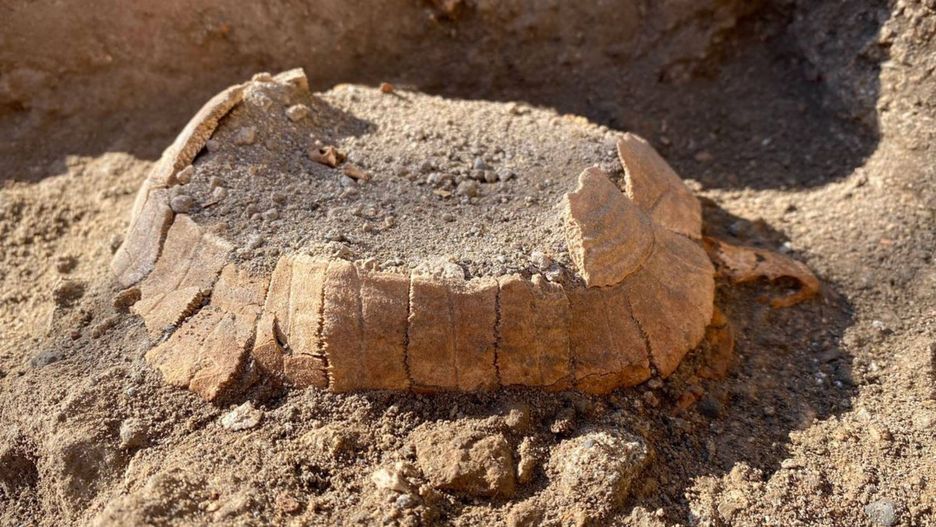 Ciężarny żółw znaleziony w Pompejach
