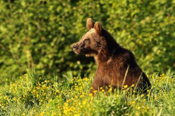 Badacze UJ: niedźwiedzi więcej, bo lasy zajęły pola uprawne