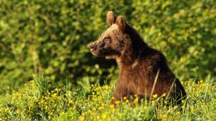 Badacze UJ: niedźwiedzi więcej, bo lasy zajęły pola uprawne