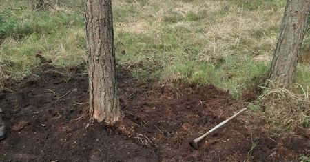 Pojawiły się w lasach na Śląsku. Świadczy to o jednym