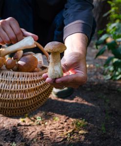 Już się zaczęło. Grzybowe szaleństwo w Czechach