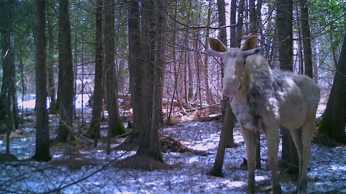 "Duch lasu" to łoś o ekstremalnie rzadkim umaszczeniu.