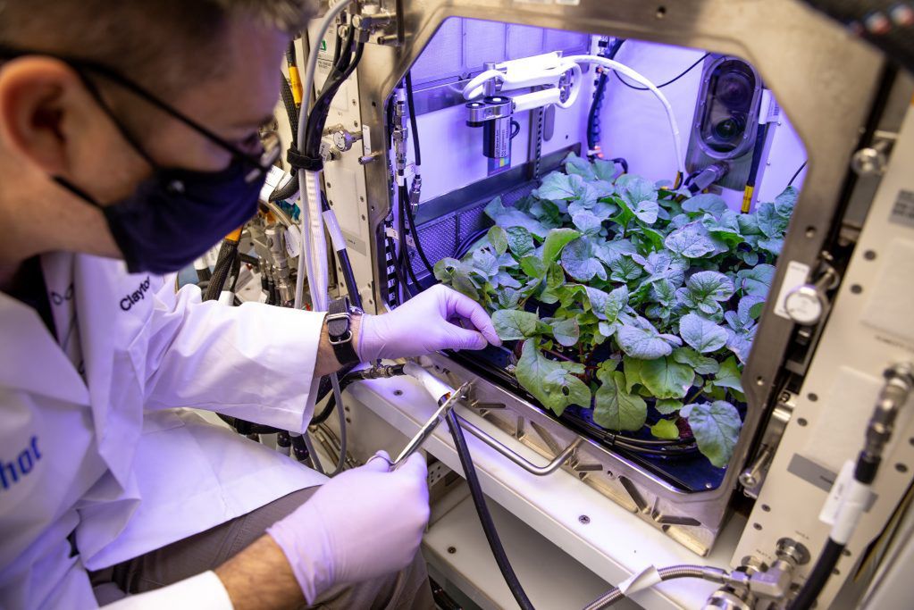 Rosja będzie uprawiać warzywa "na skalę przemysłową" na ISS - Rośliny wyhodowane na ISS 