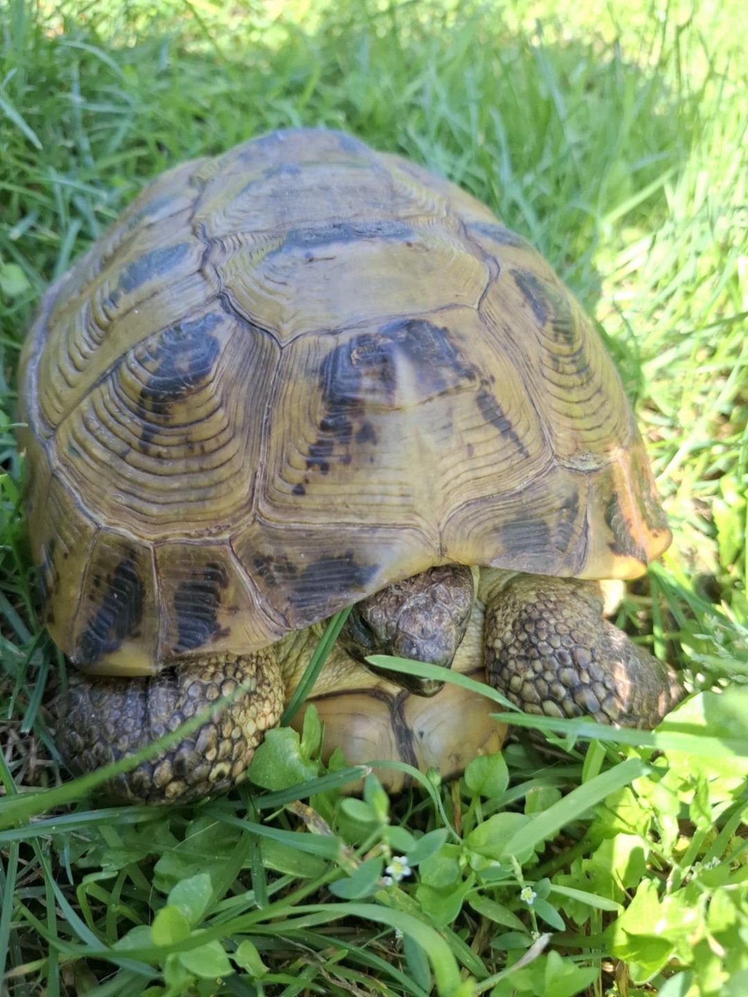 Żółw