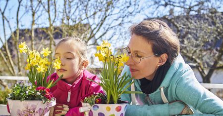 Żonkil - jak sadzić, jak często podlewać? Jak pielęgnować żonkile, by cieszyły nas jak najdłużej?