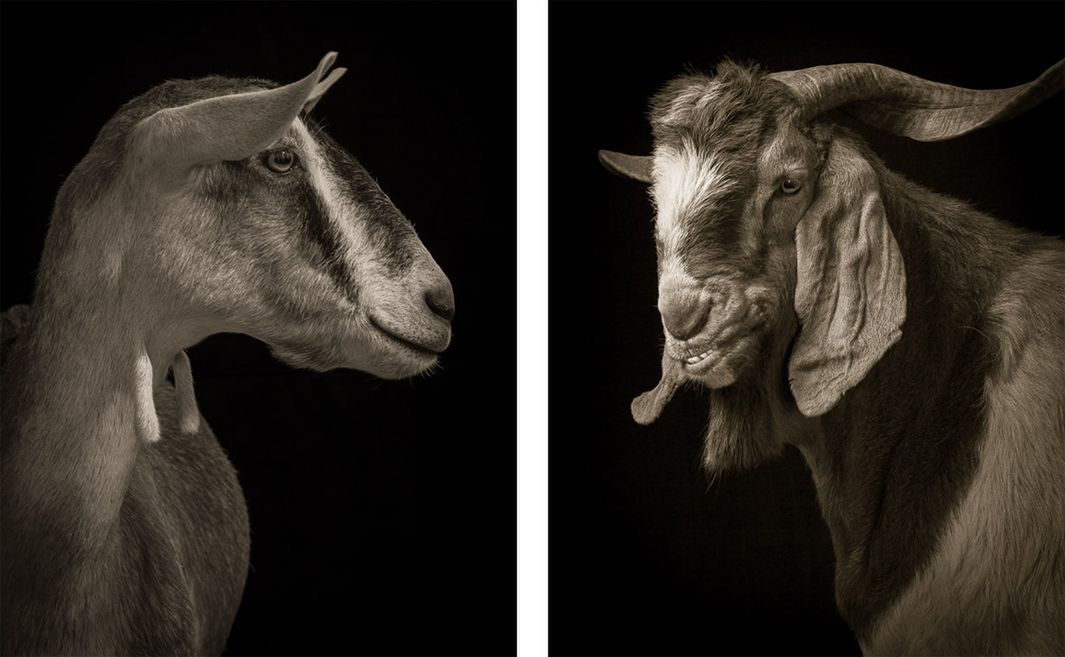 Historia tej serii ma swoje początki w 2007 r. kiedy to Kevin Horan podjął się sfotografowania owcy swojego sąsiada. Efekt był na tyle inspirujący, że fotograf postanowił kontynuować pomysł.